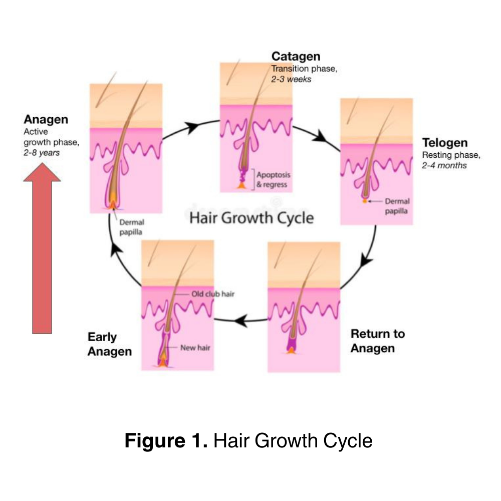 SalSphere® Apple (Natural Hair Growth Promoter)